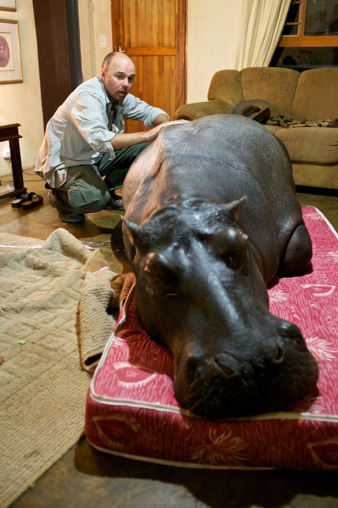 An Idiot Abroad 2 Africa-with Jessica Hippo in her living room An Idiot Abroad 2 Africa-with Jessica Hippo in her living room
